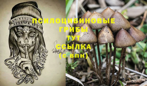 прущие грибы Белокуриха